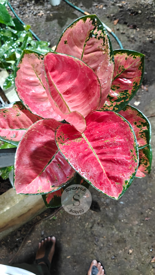 Aglaonema Kochin Doll