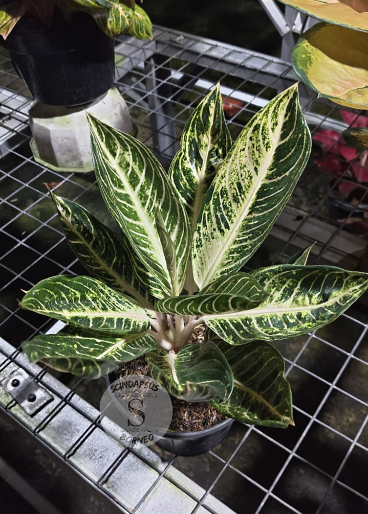 Aglaonema Pos Vio