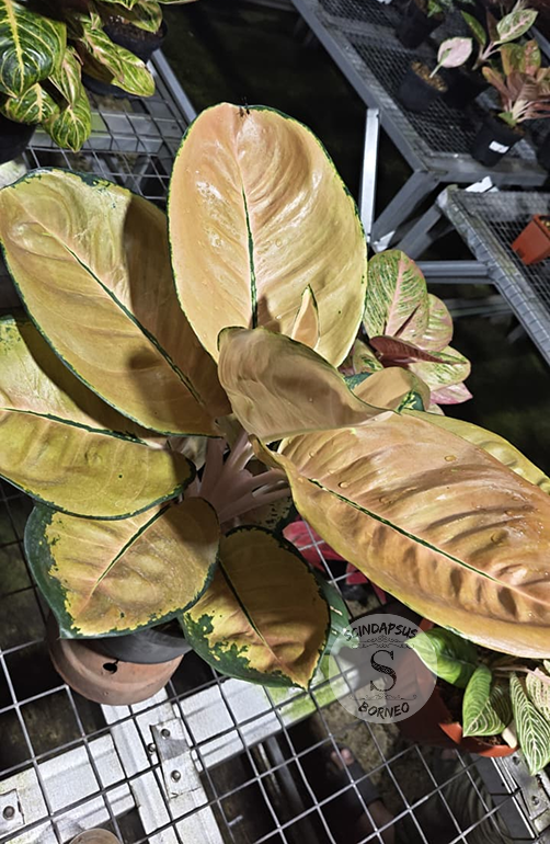 Aglaonema Starbuck