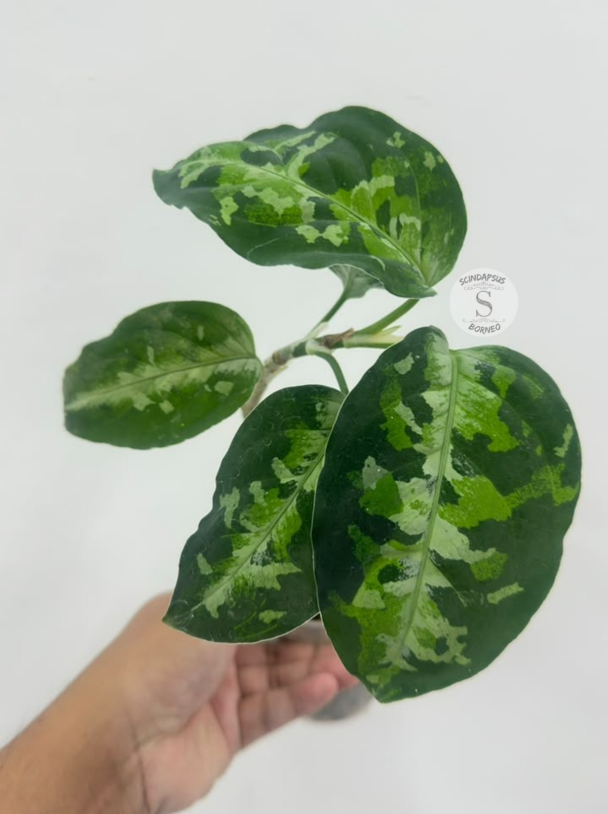 Aglaonema pictum tricolor - Best Selected