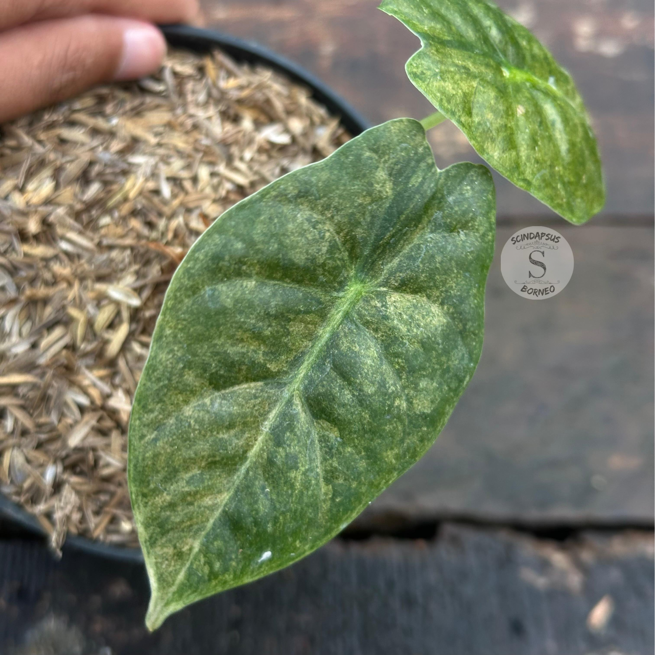 Alocasia Golden Bone Variegata - Scindapsus Borneo