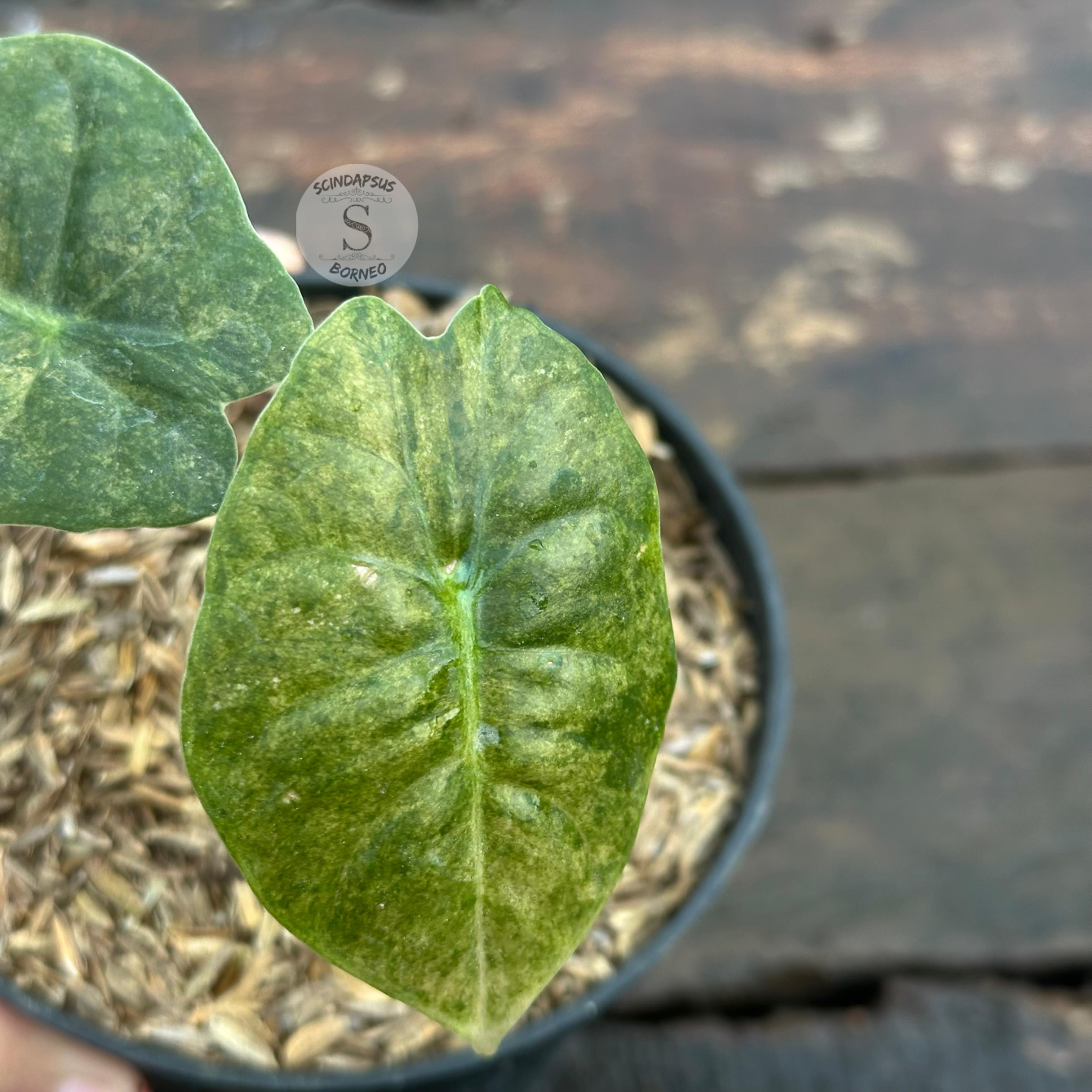 Alocasia Golden Bone Variegata - Scindapsus Borneo
