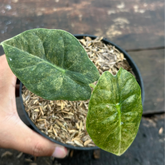 Alocasia Golden Bone Variegata - Scindapsus Borneo