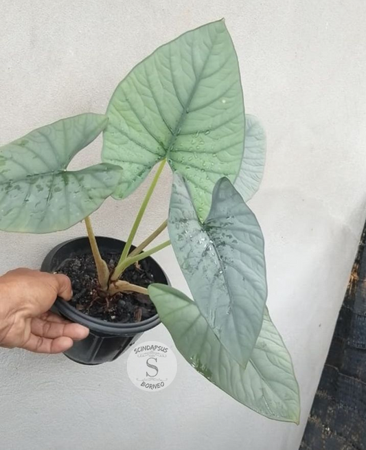 Alokasia Regine Silver