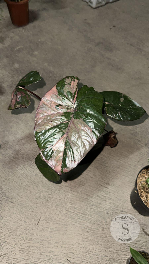 Alocasia Serendifity Pink - Scindapsus Borneo