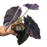 Alocasia Azlani Black Borneo - Scindapsus Borneo