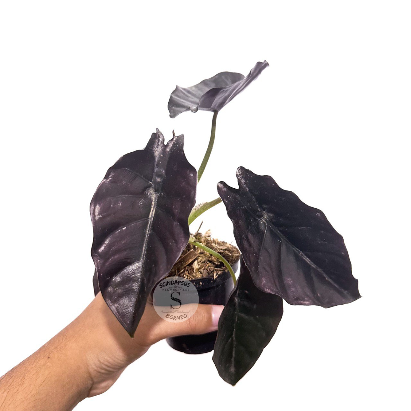 Alocasia Azlani Black Borneo