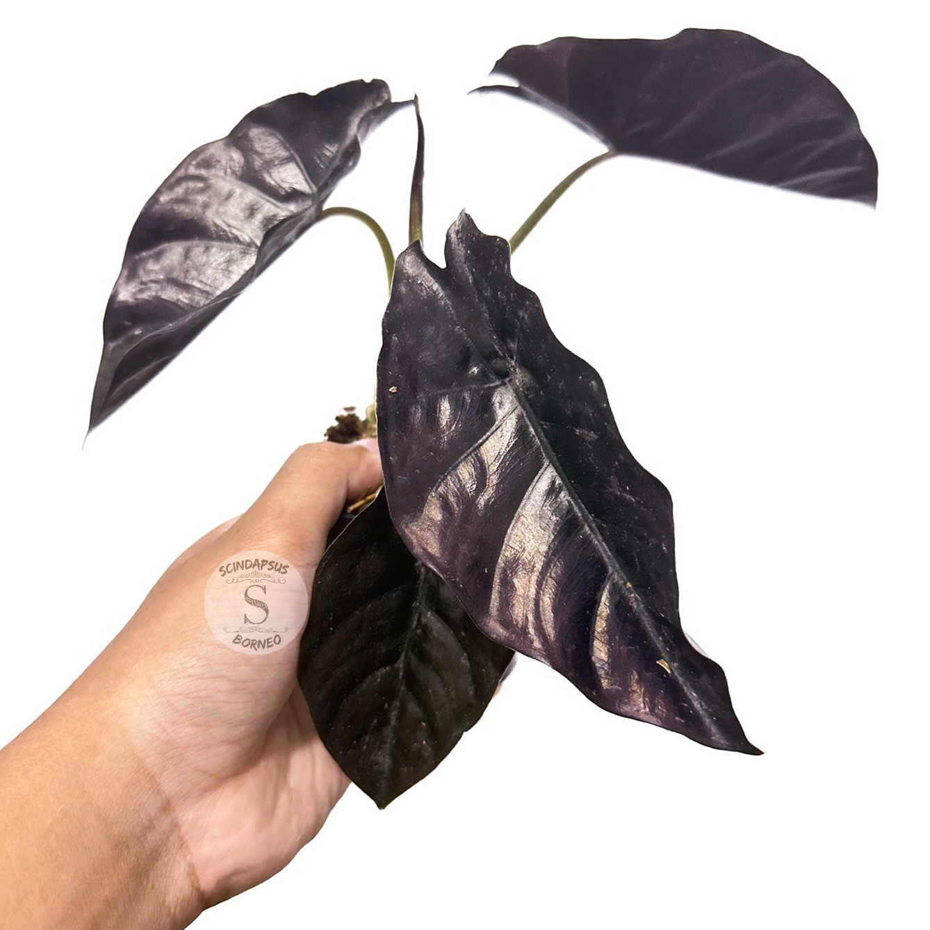 Alocasia Azlani Black Borneo