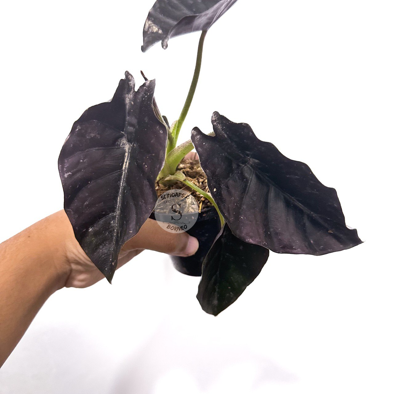 Alocasia Azlani Black Borneo - Scindapsus Borneo