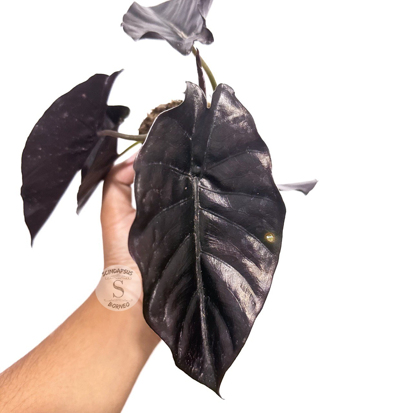 Alocasia Azlani Black Borneo