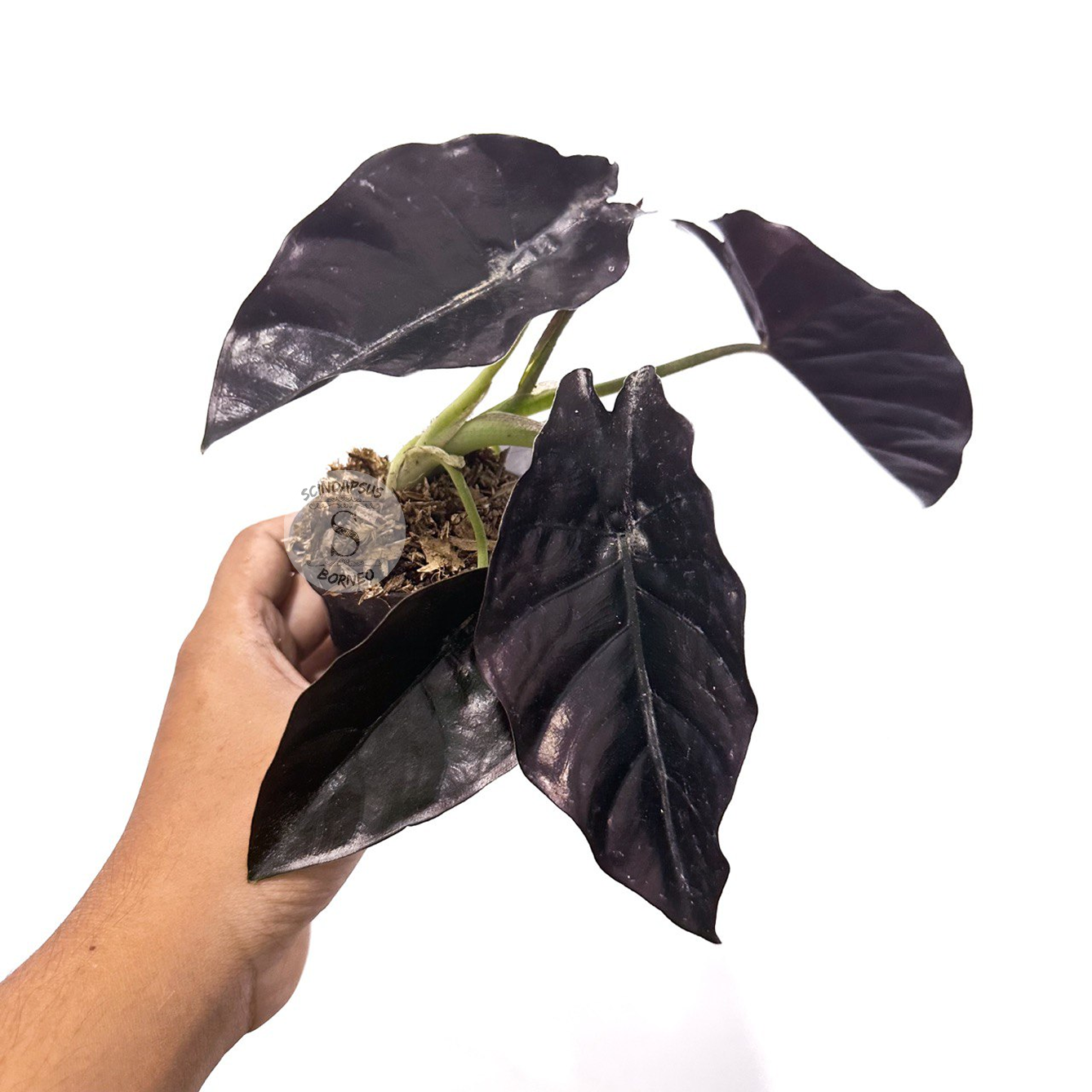 Alocasia Azlani Black Borneo