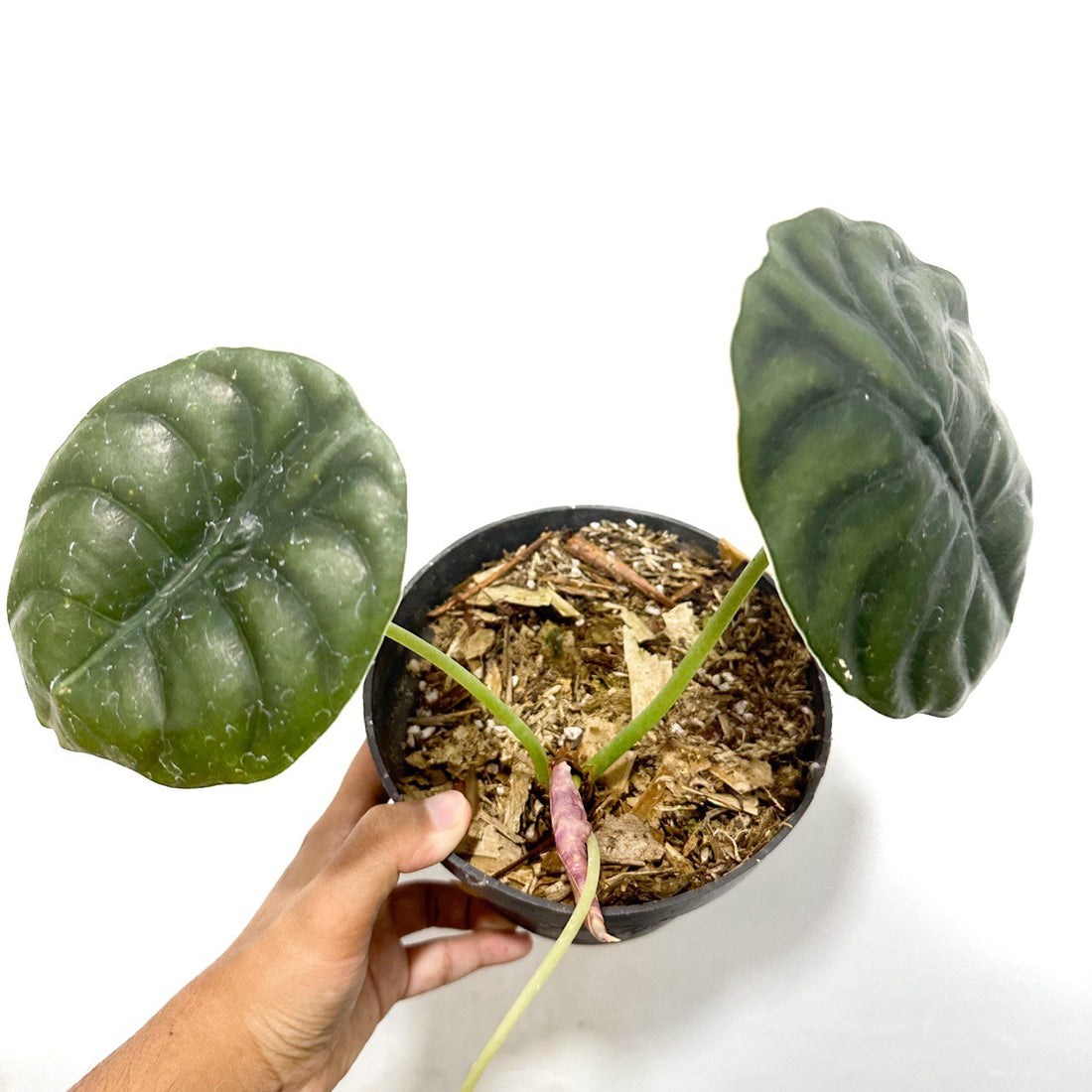Alocasia Cuprea - Scindapsus Borneo