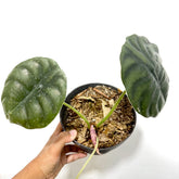 Alocasia Cuprea - Scindapsus Borneo