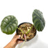Alocasia Cuprea - Scindapsus Borneo