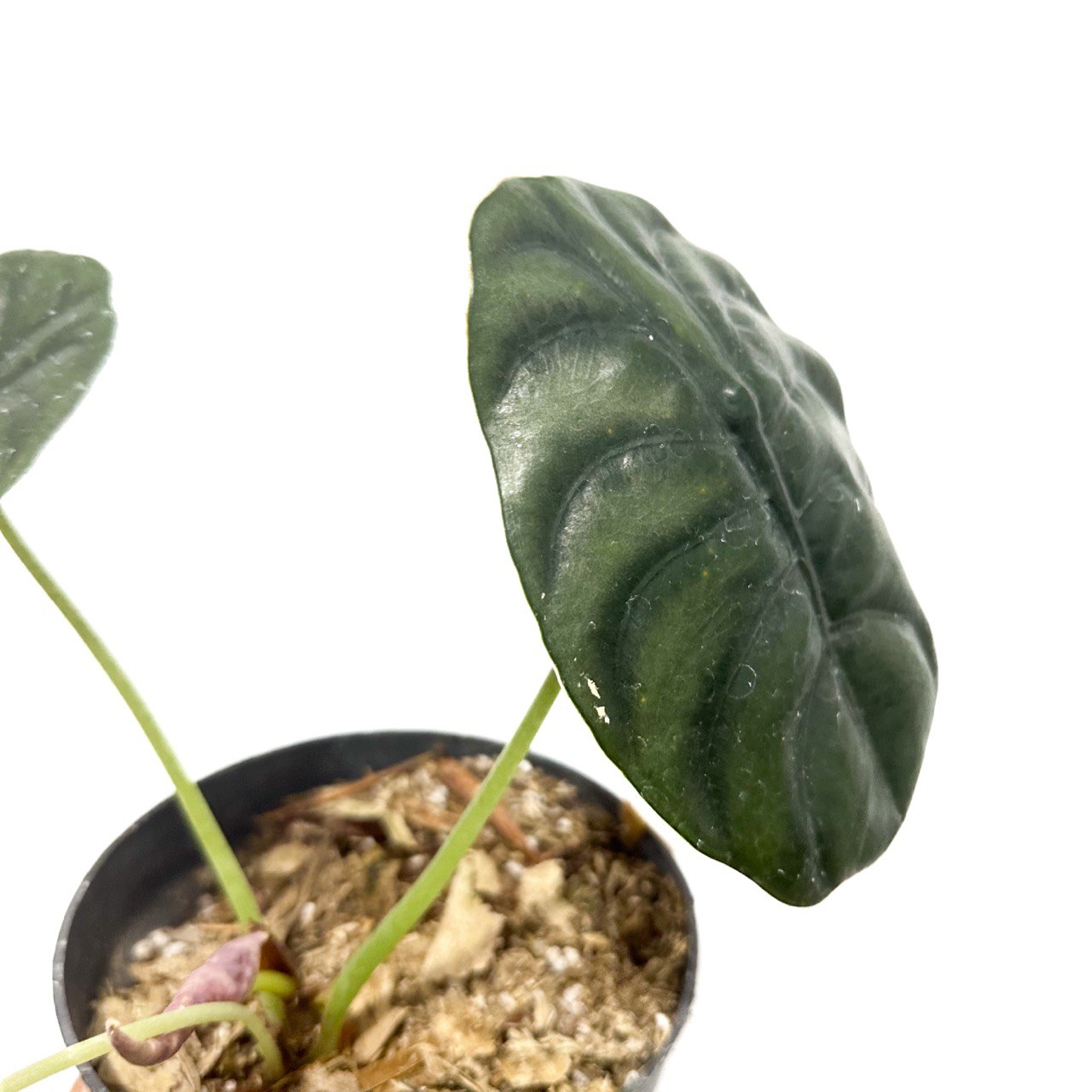 Alocasia Cuprea - Scindapsus Borneo