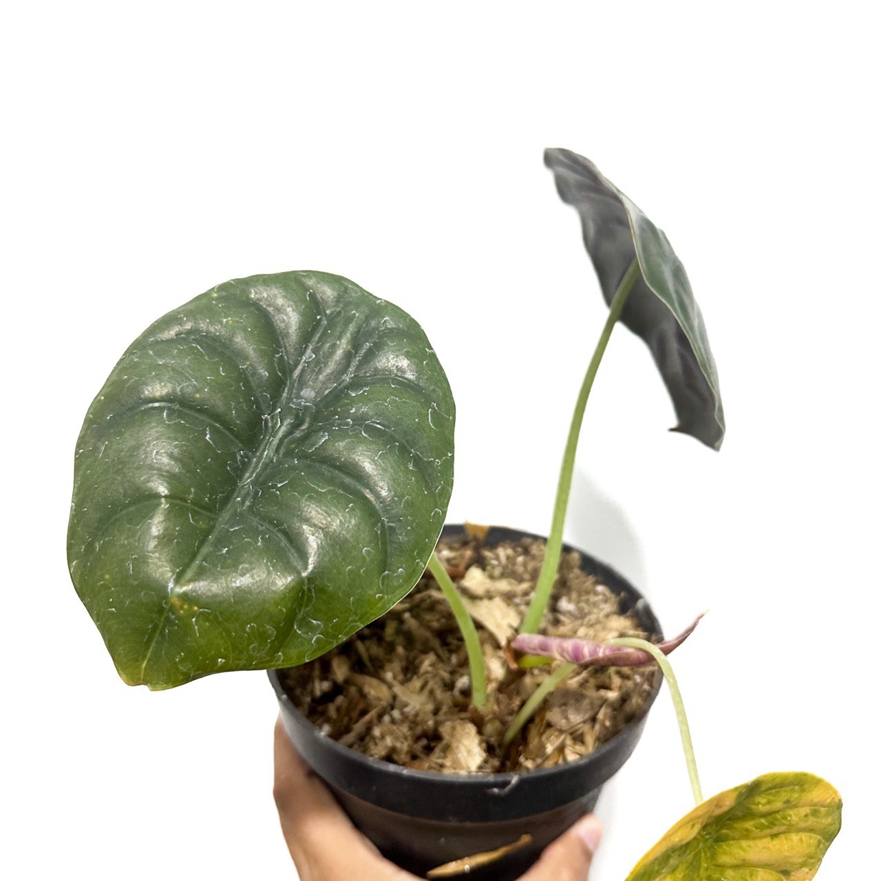 Alocasia Cuprea - Scindapsus Borneo