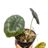 Alocasia Cuprea - Scindapsus Borneo