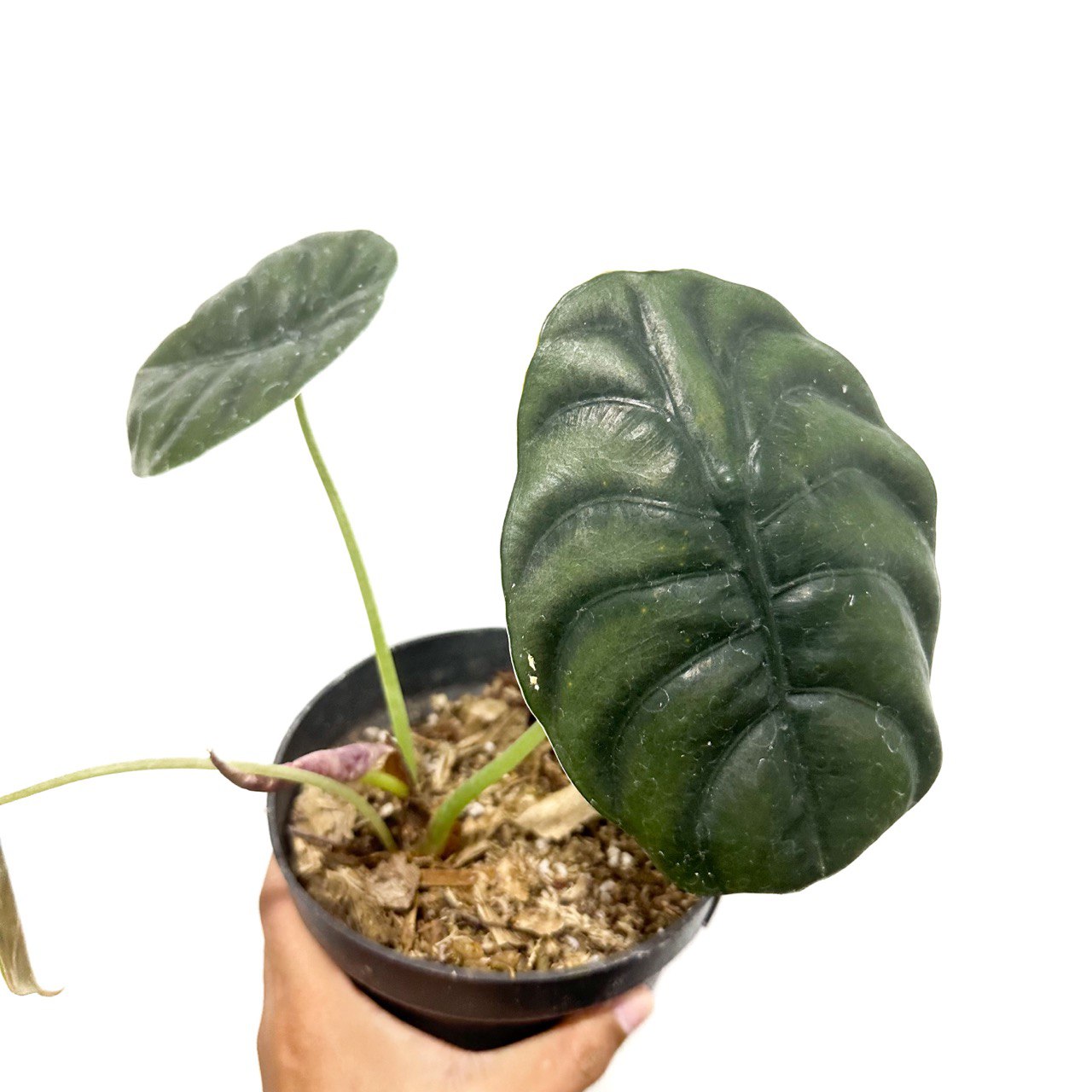 Alocasia Cuprea - Scindapsus Borneo