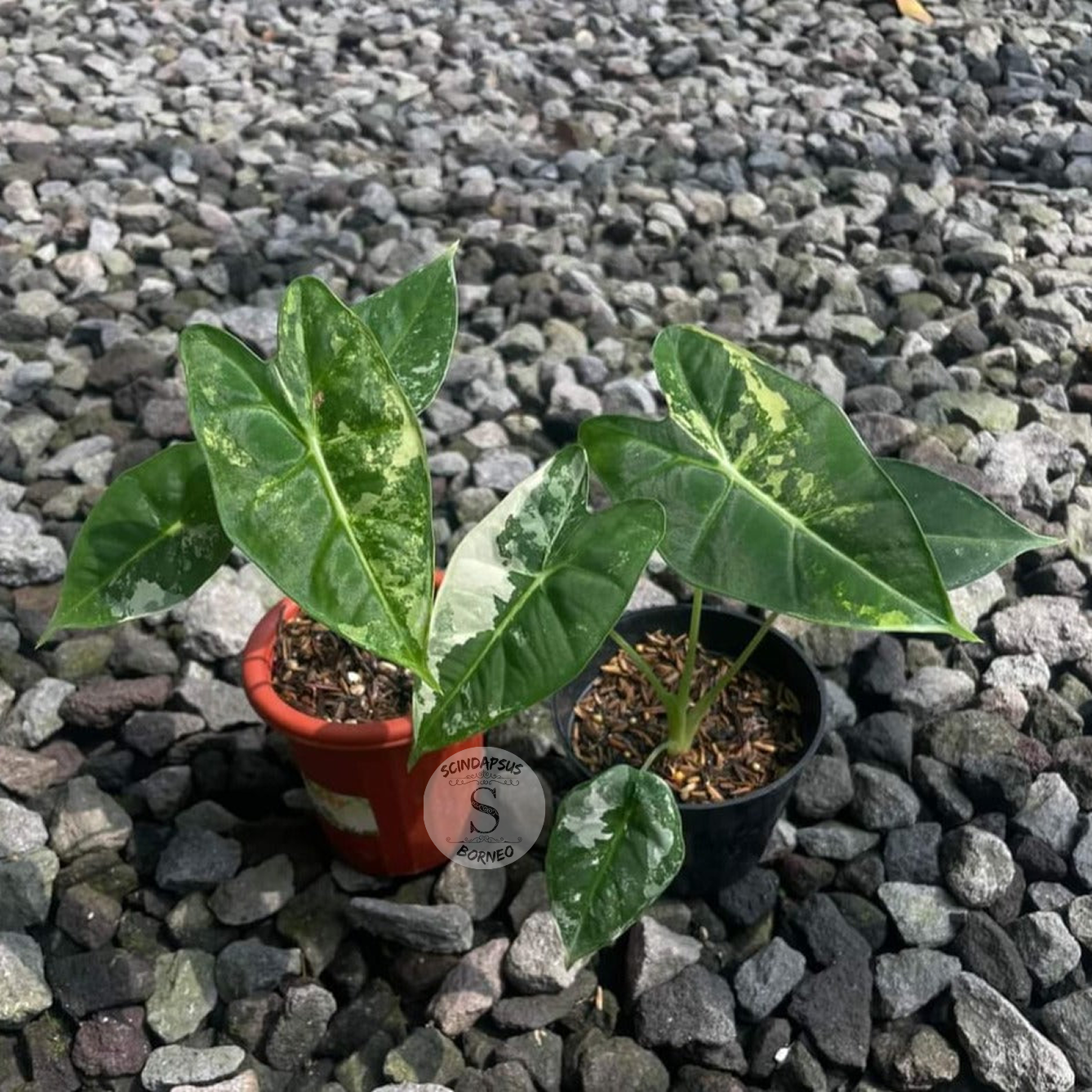 Alocasia Frydek Variegated - Scindapsus Borneo