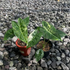 Alocasia Frydek Variegated - Scindapsus Borneo