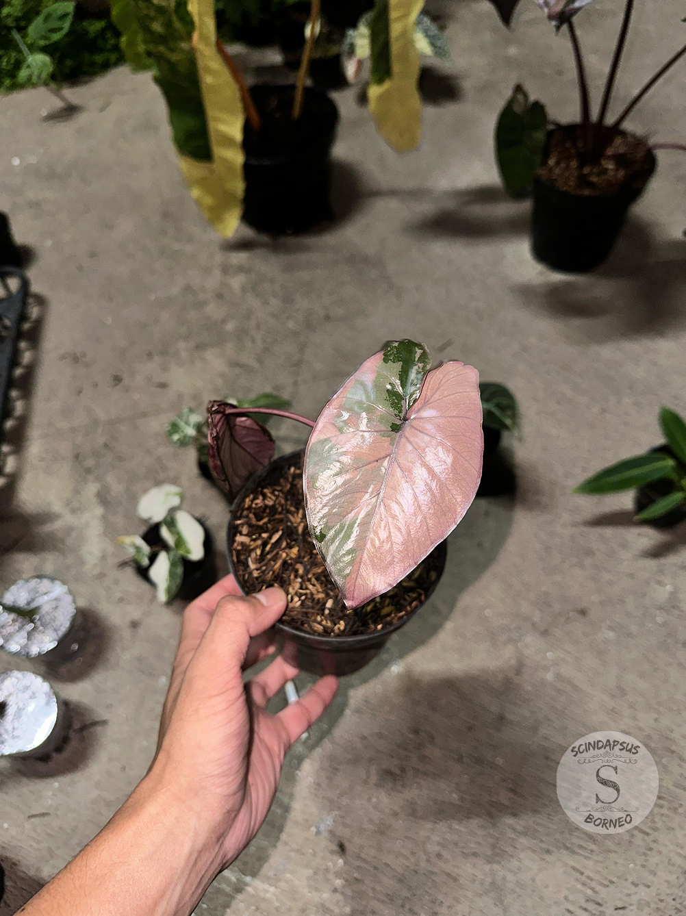 Alocasia Serendifity Pink - Scindapsus Borneo