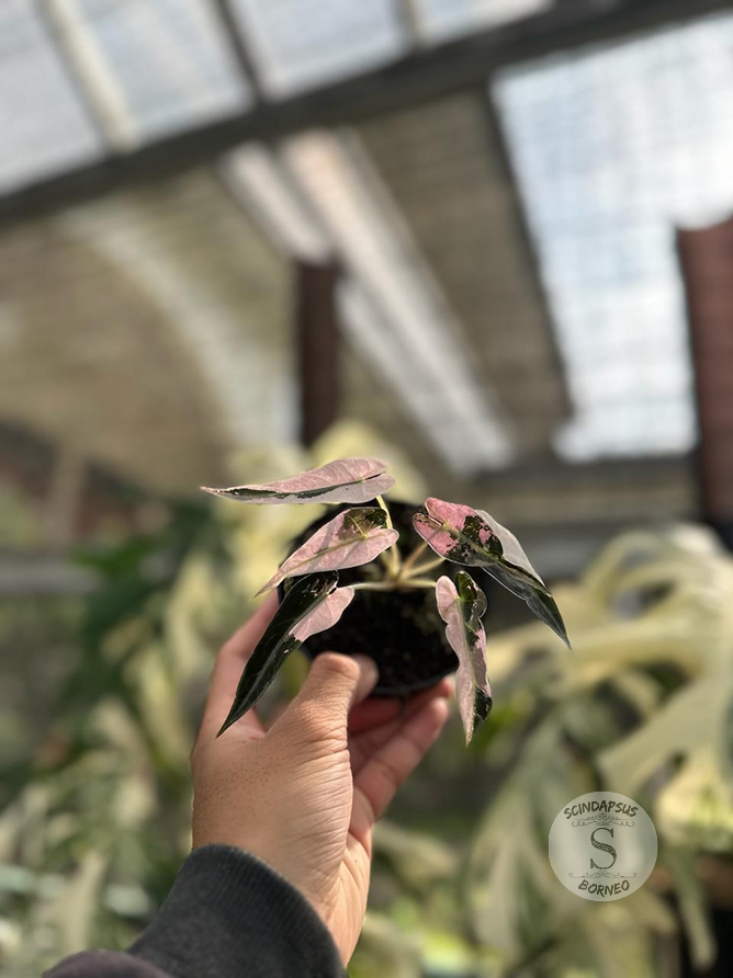 Alocasia Bambino Var Pink - Scindapsus Borneo