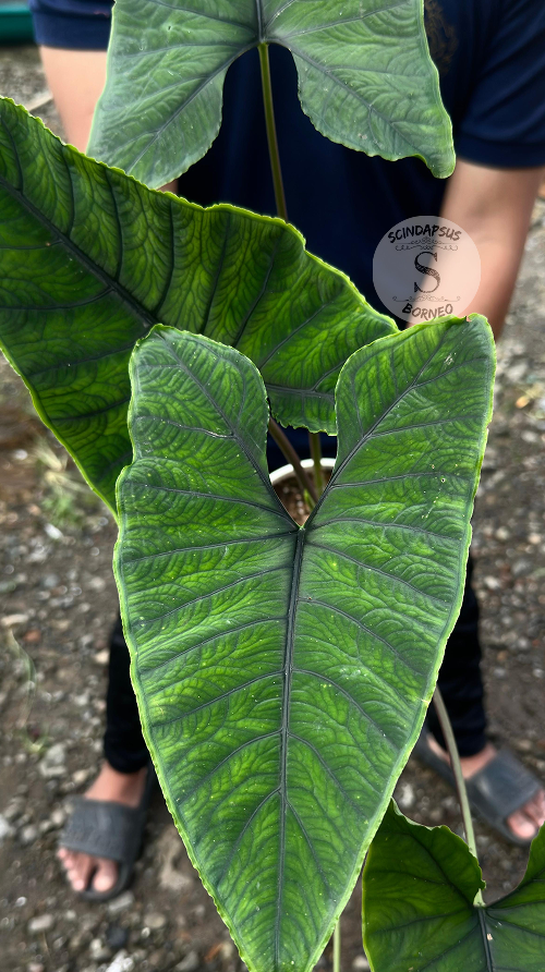 Alocasia Olani Mature - Best Selected