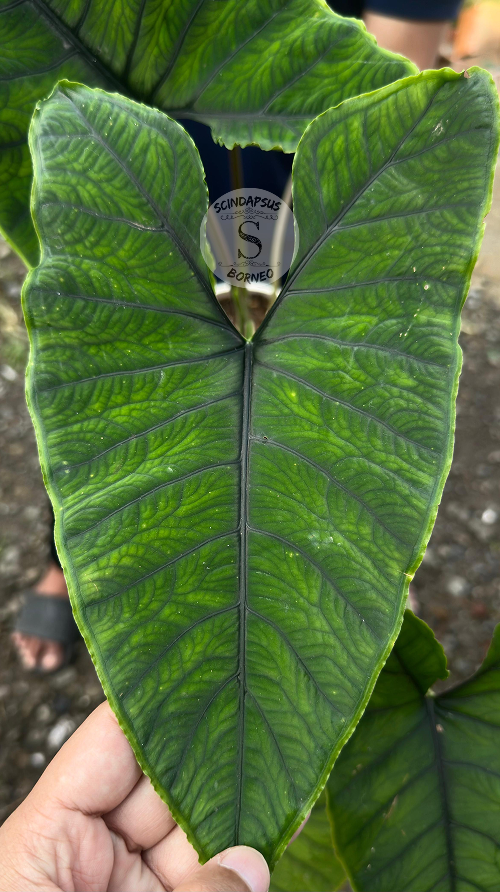 Alocasia Olani Mature - Best Selected