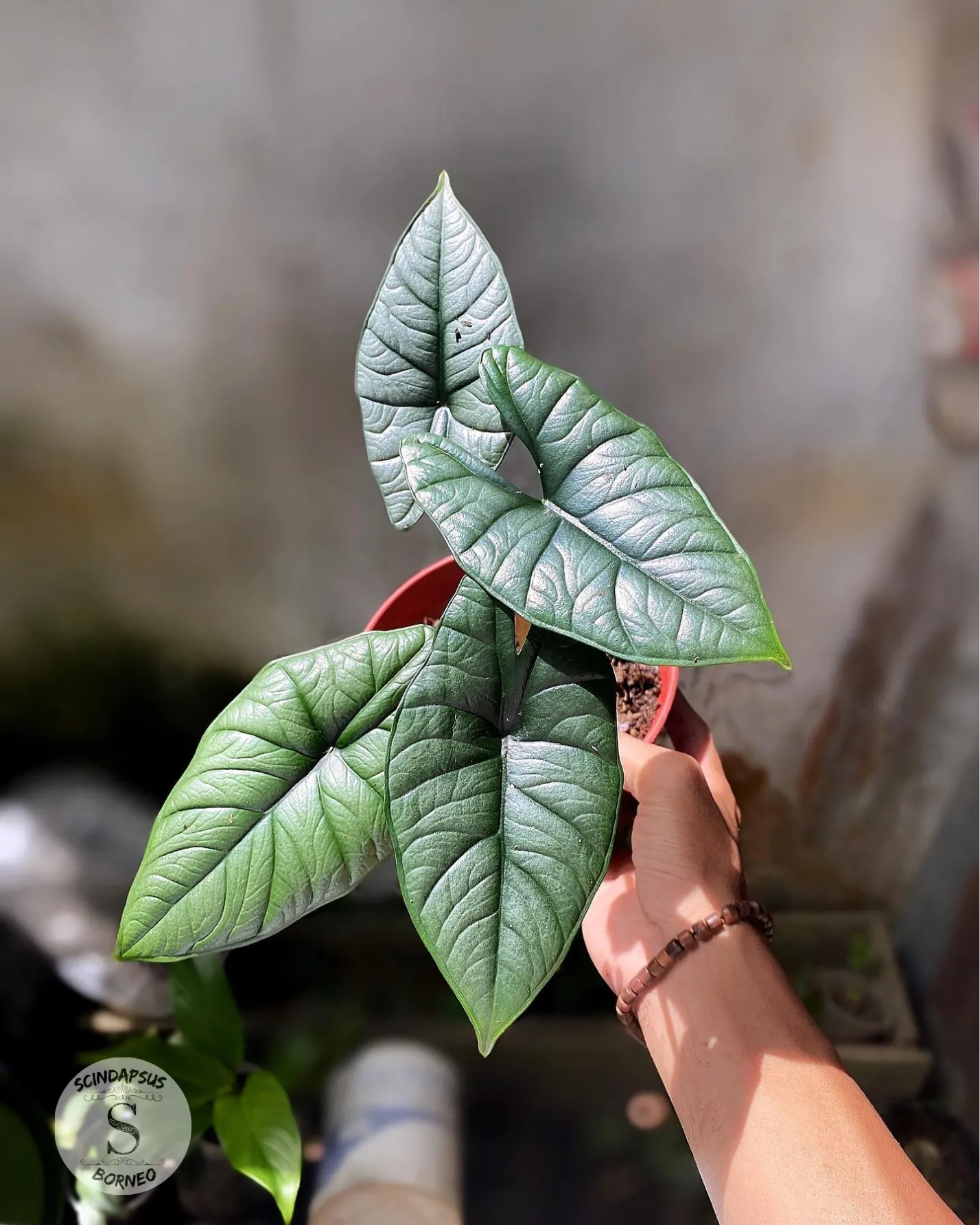 Alokasia Bisma Silver - Scindapsus Borneo