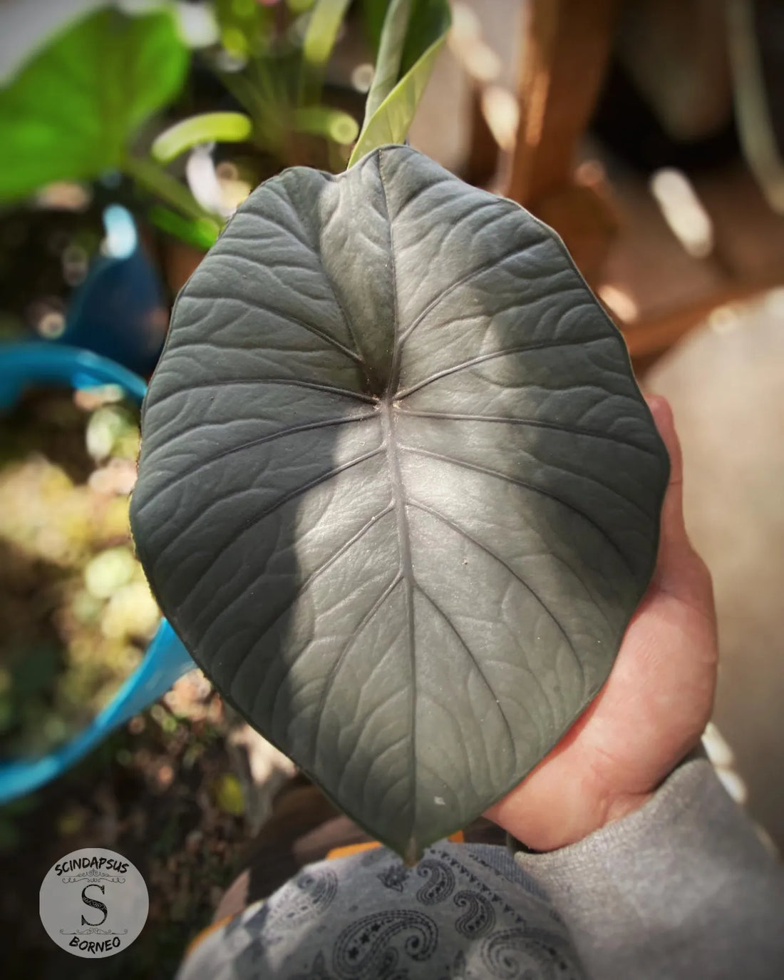 Alokasia Maharani - Scindapsus Borneo