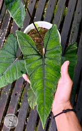 Alokasia Olani Bluedru - Scindapsus Borneo