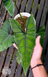 Alokasia Olani Bluedru - Scindapsus Borneo