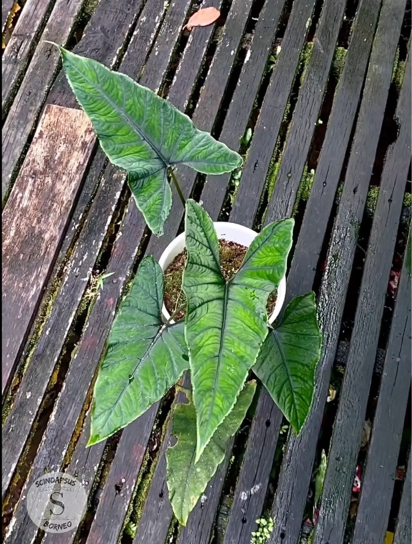 Alokasia Olani Bluedru - Scindapsus Borneo