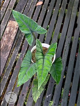 Alokasia Olani Bluedru - Scindapsus Borneo