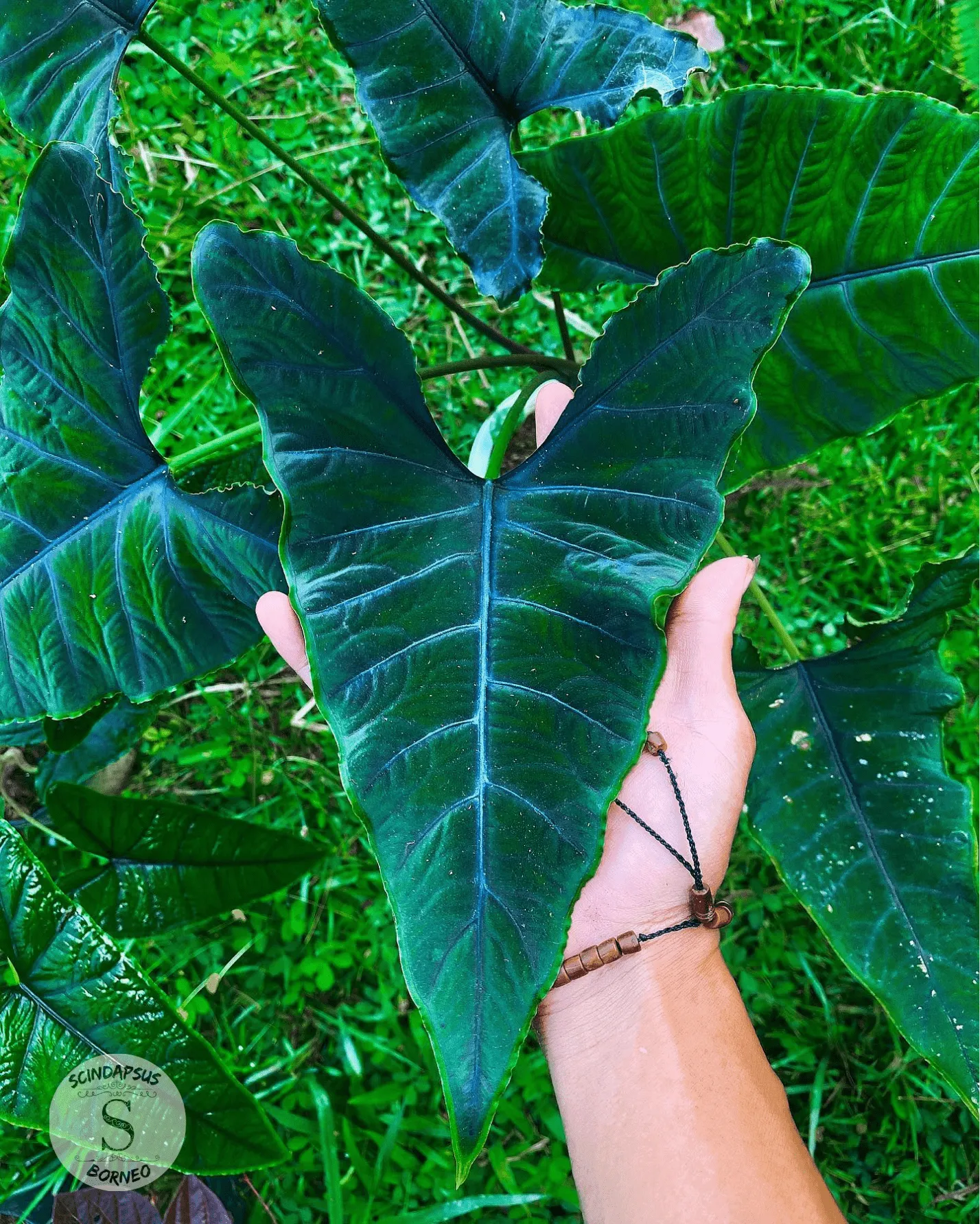 Alokasia Olanie - Scindapsus Borneo