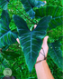 Alokasia Olanie - Scindapsus Borneo