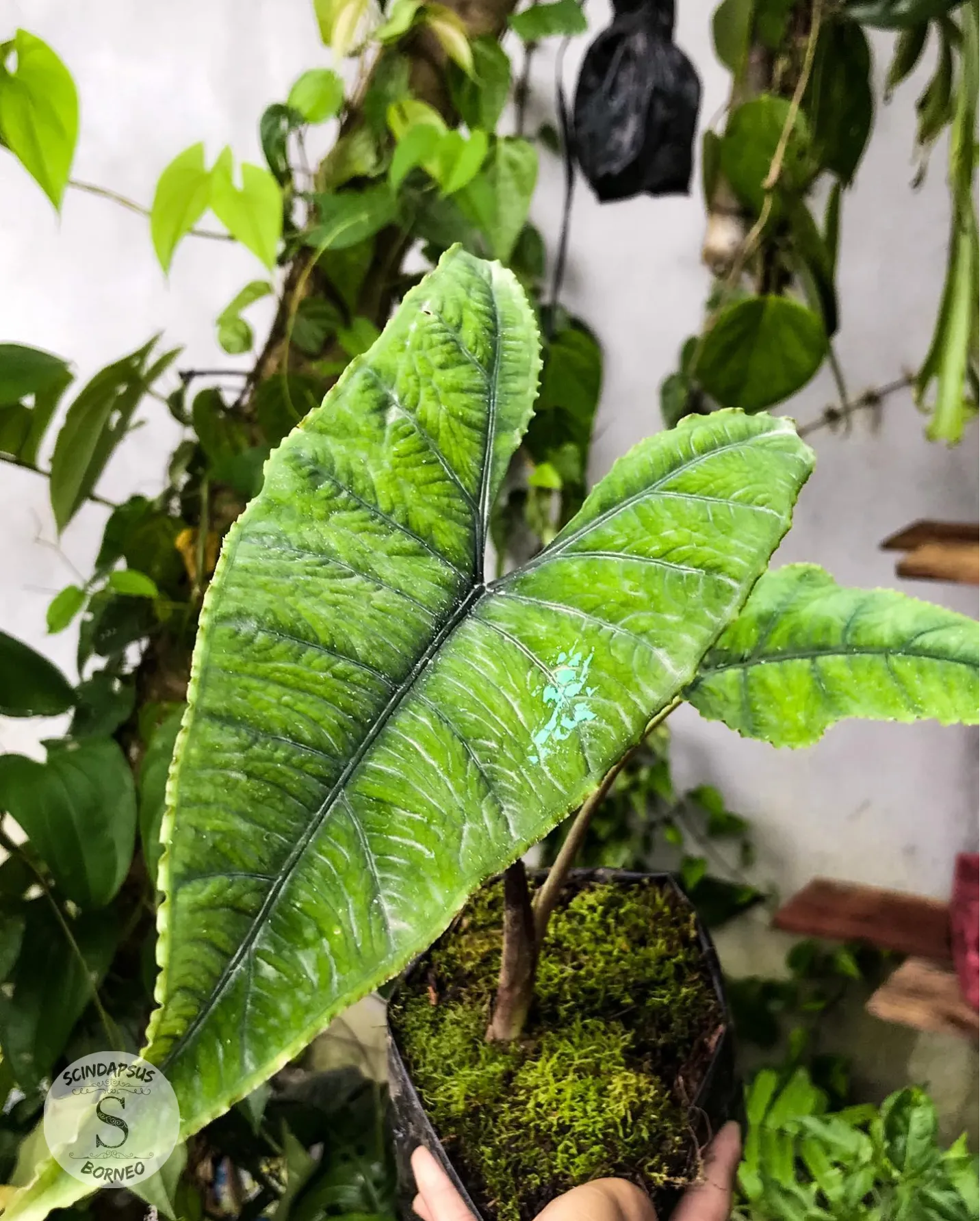 Alokasia Olanie - Scindapsus Borneo