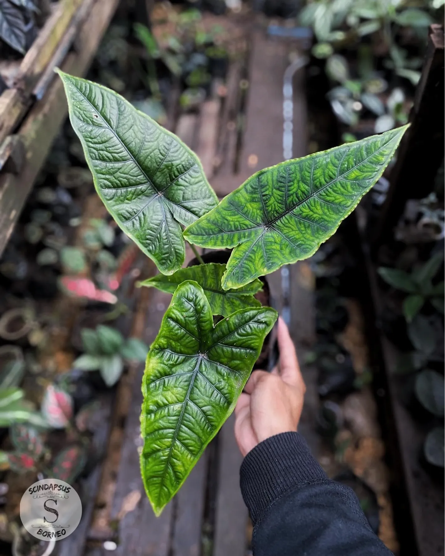 Alokasia Olanie - Scindapsus Borneo