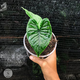 Alokasia Olanie - Scindapsus Borneo