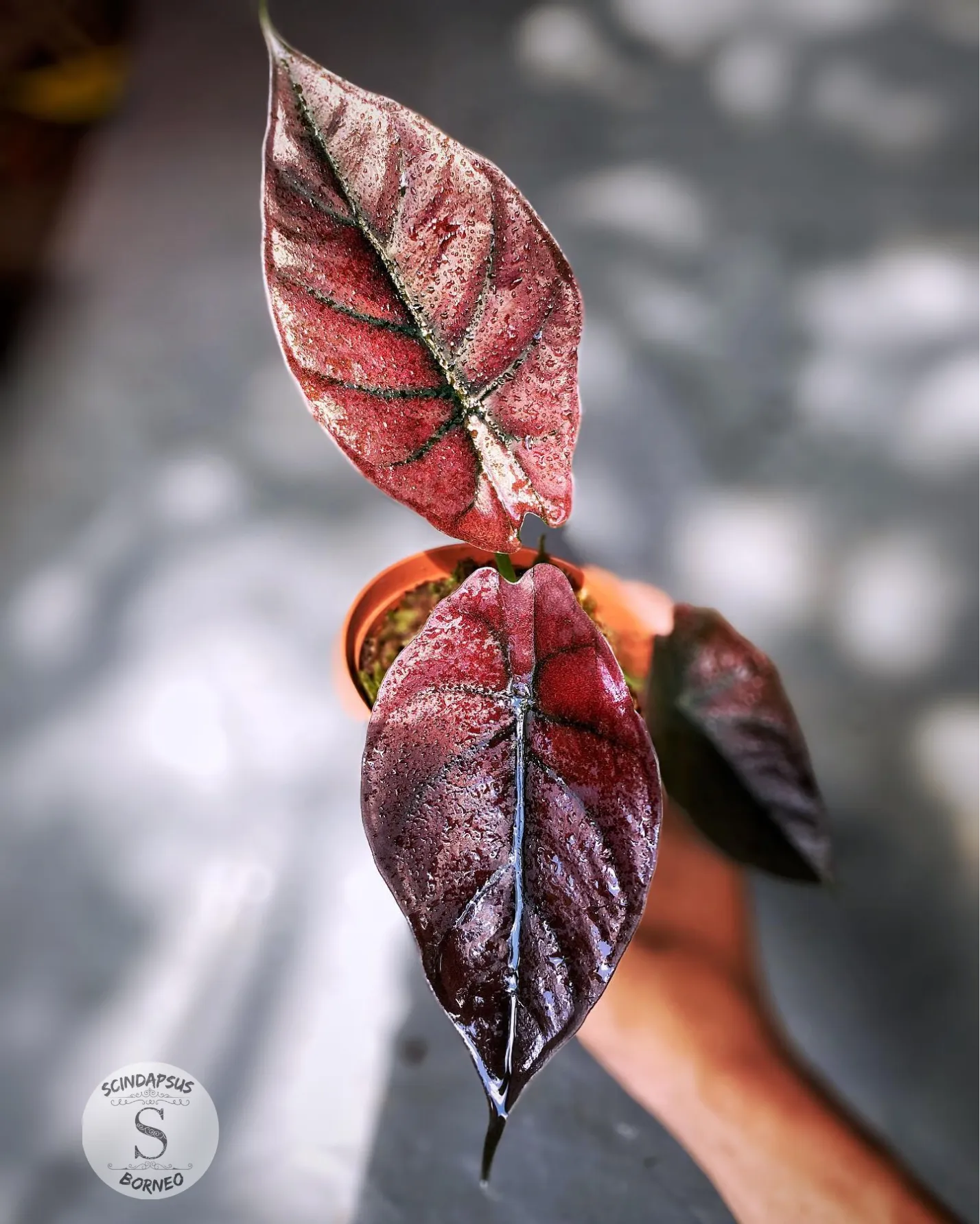 Alokasia Red Invernalis - Scindapsus Borneo