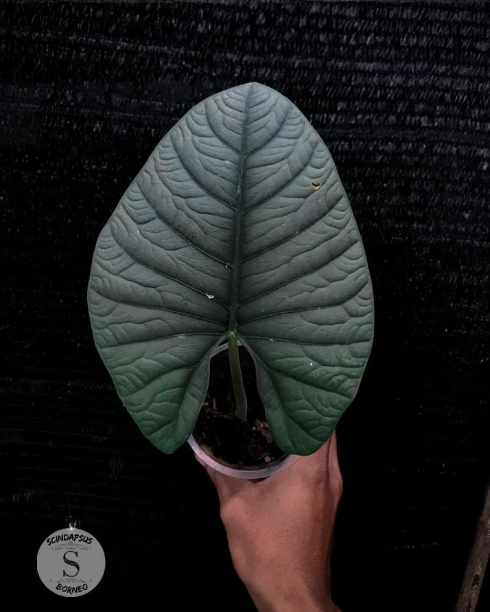 Alokasia Regine Silver