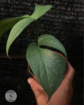 Amydarium Silver - Scindapsus Borneo