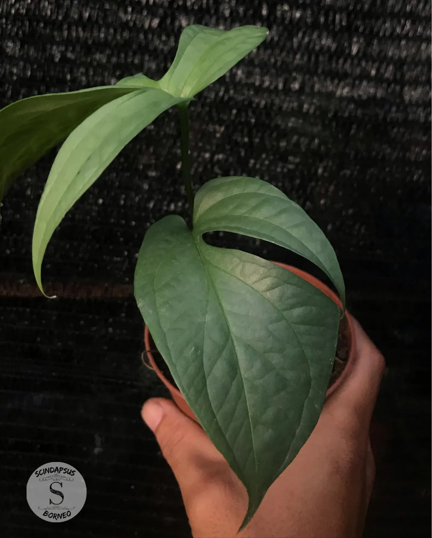 Amydarium Silver - Scindapsus Borneo