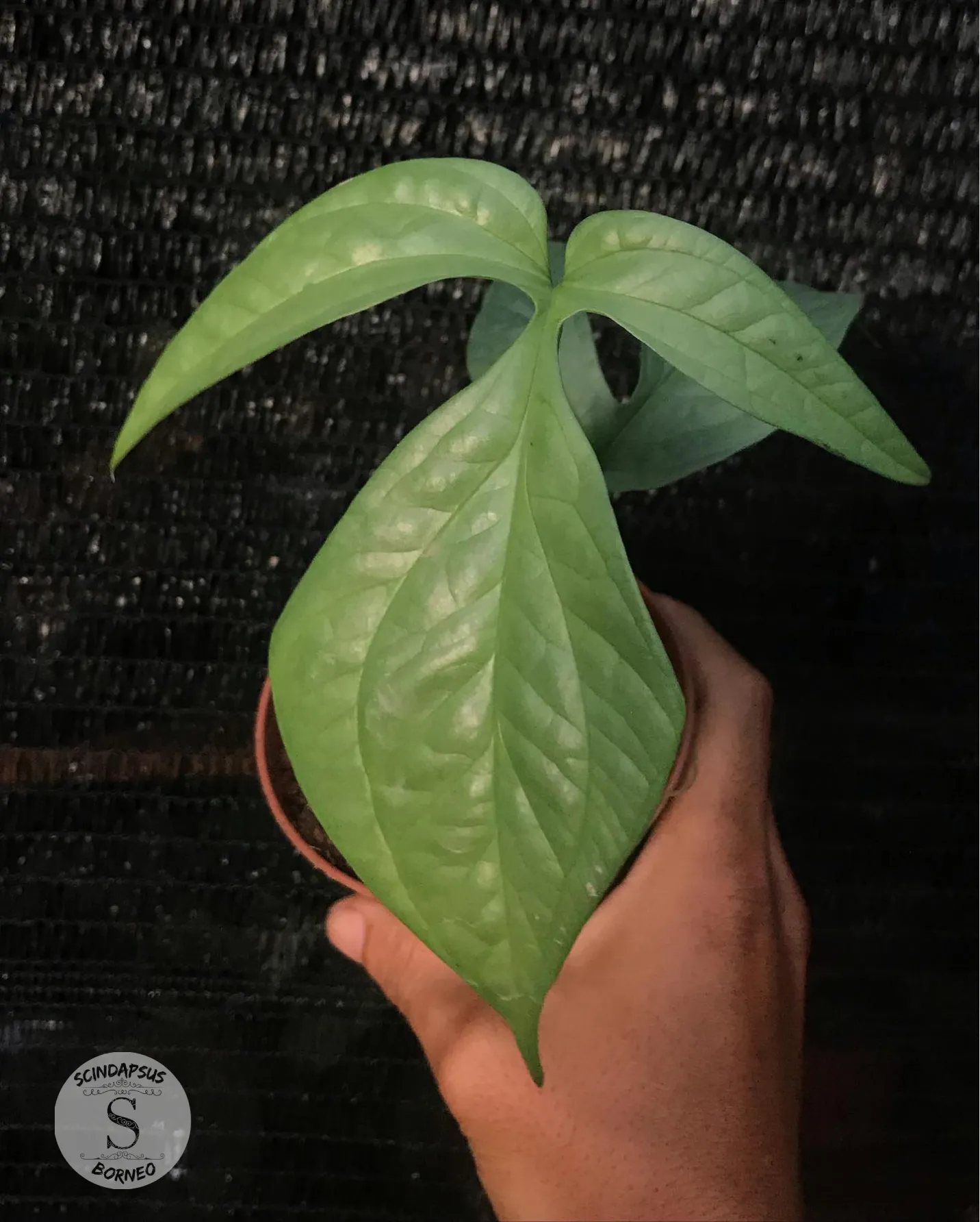 Amydarium Silver - Scindapsus Borneo