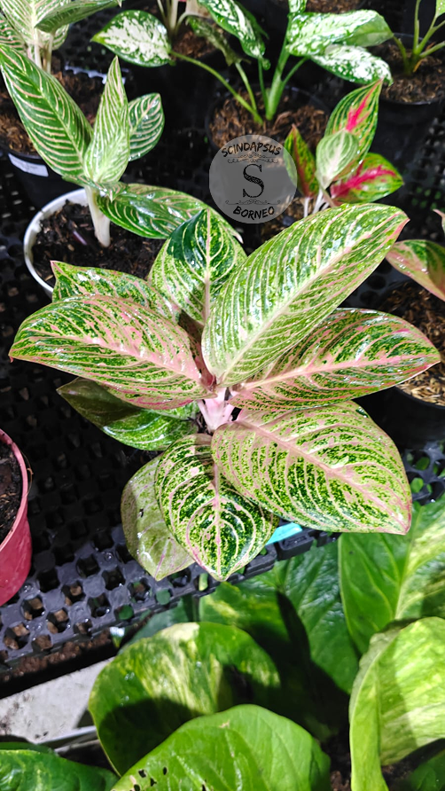 Aglaonema Asri merah