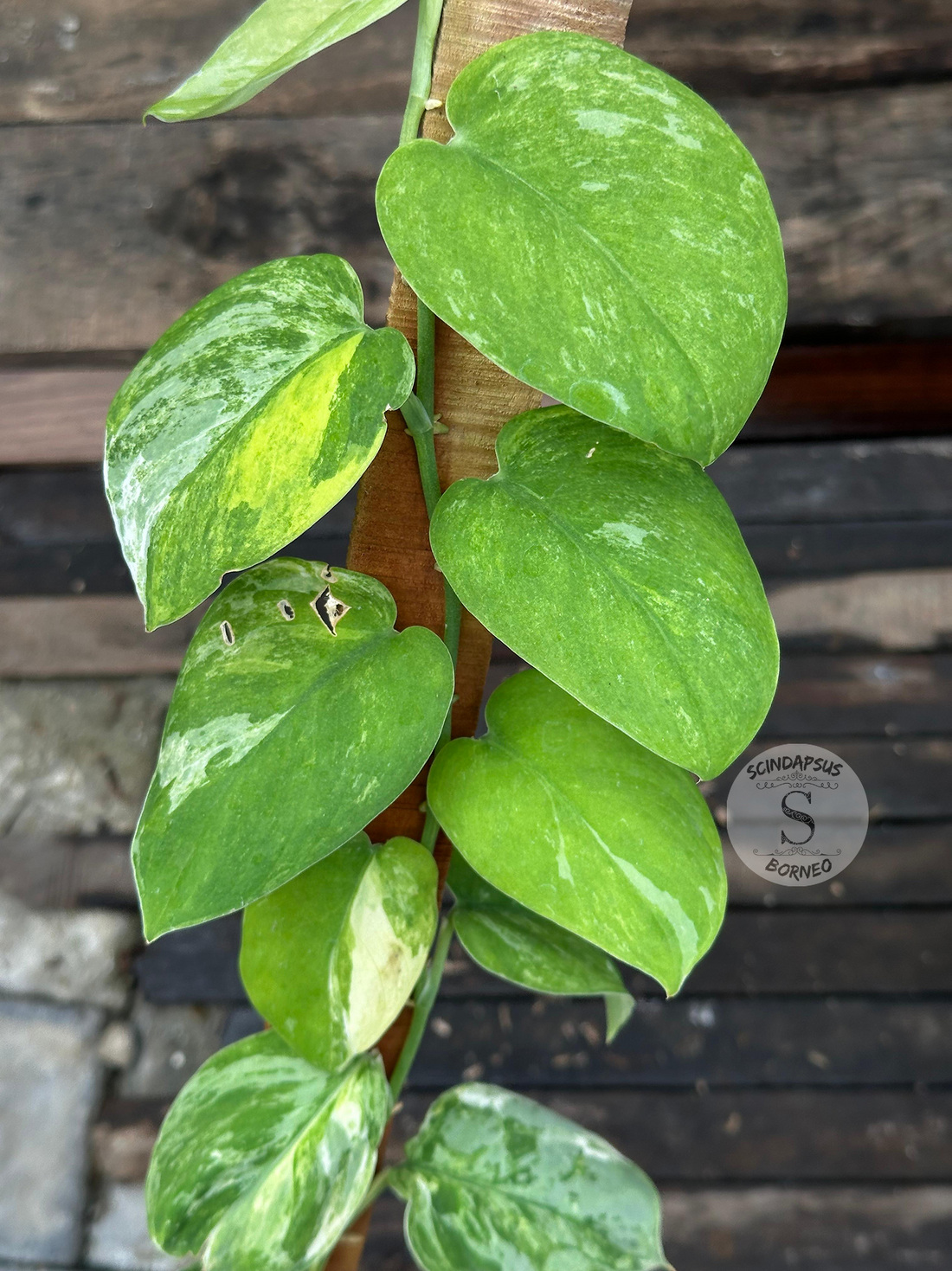 Scindapsus Silver Splash No Id Tricolor - Best Selected - Scindapsus Borneo