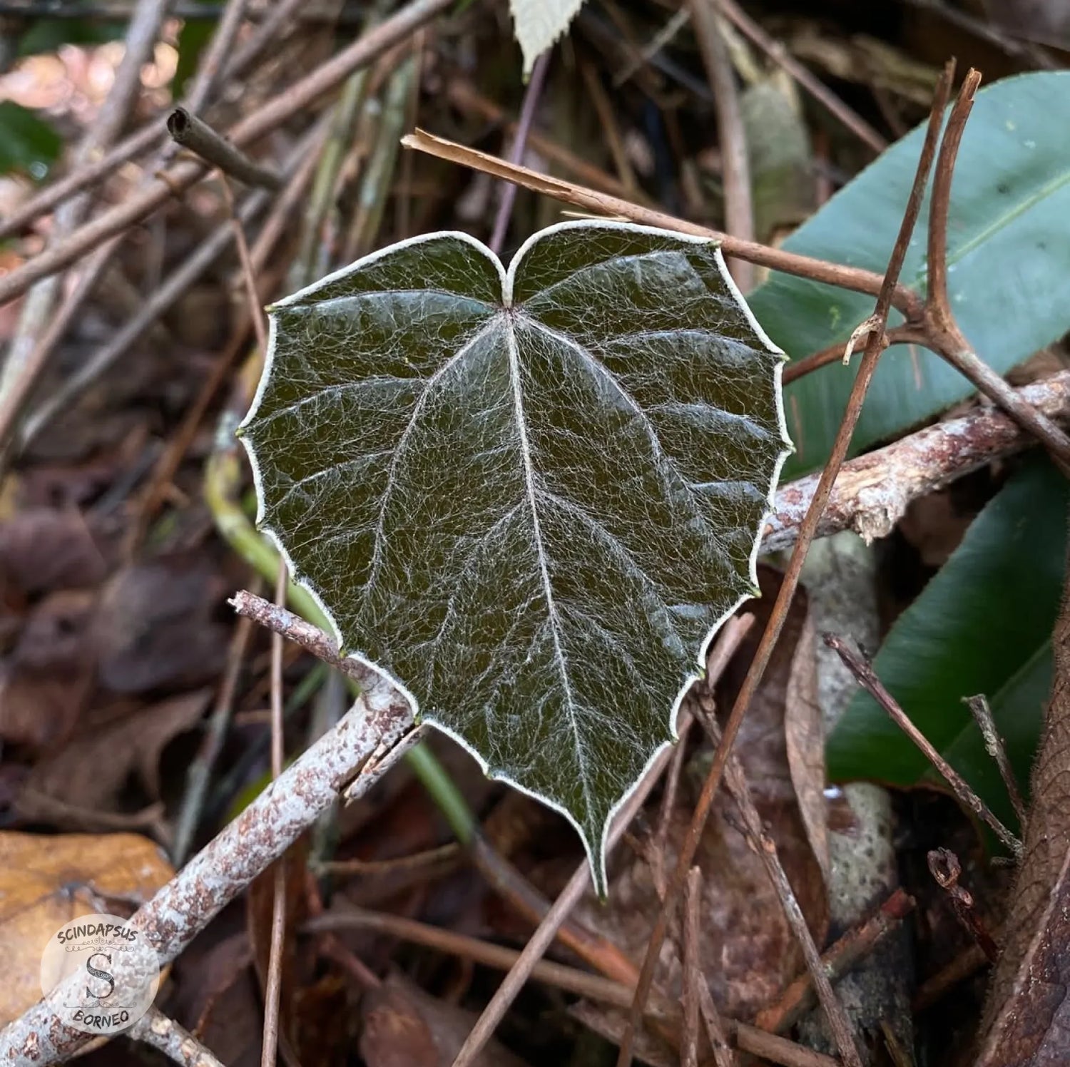 Piper Batman - Scindapsus Borneo