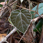 Piper Batman - Scindapsus Borneo