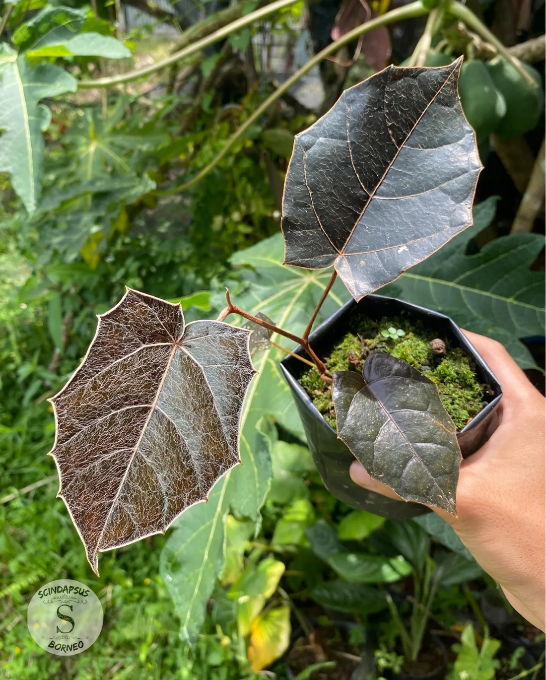 Piper Batman - Scindapsus Borneo