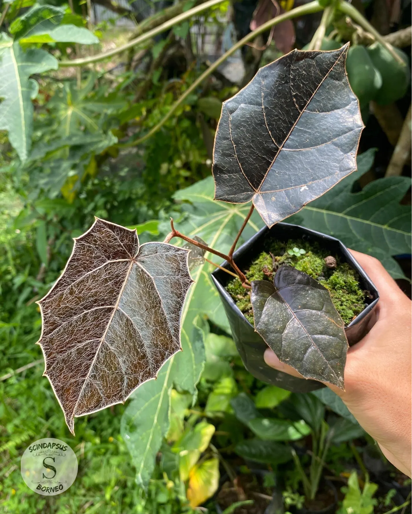 Piper Batman - Scindapsus Borneo